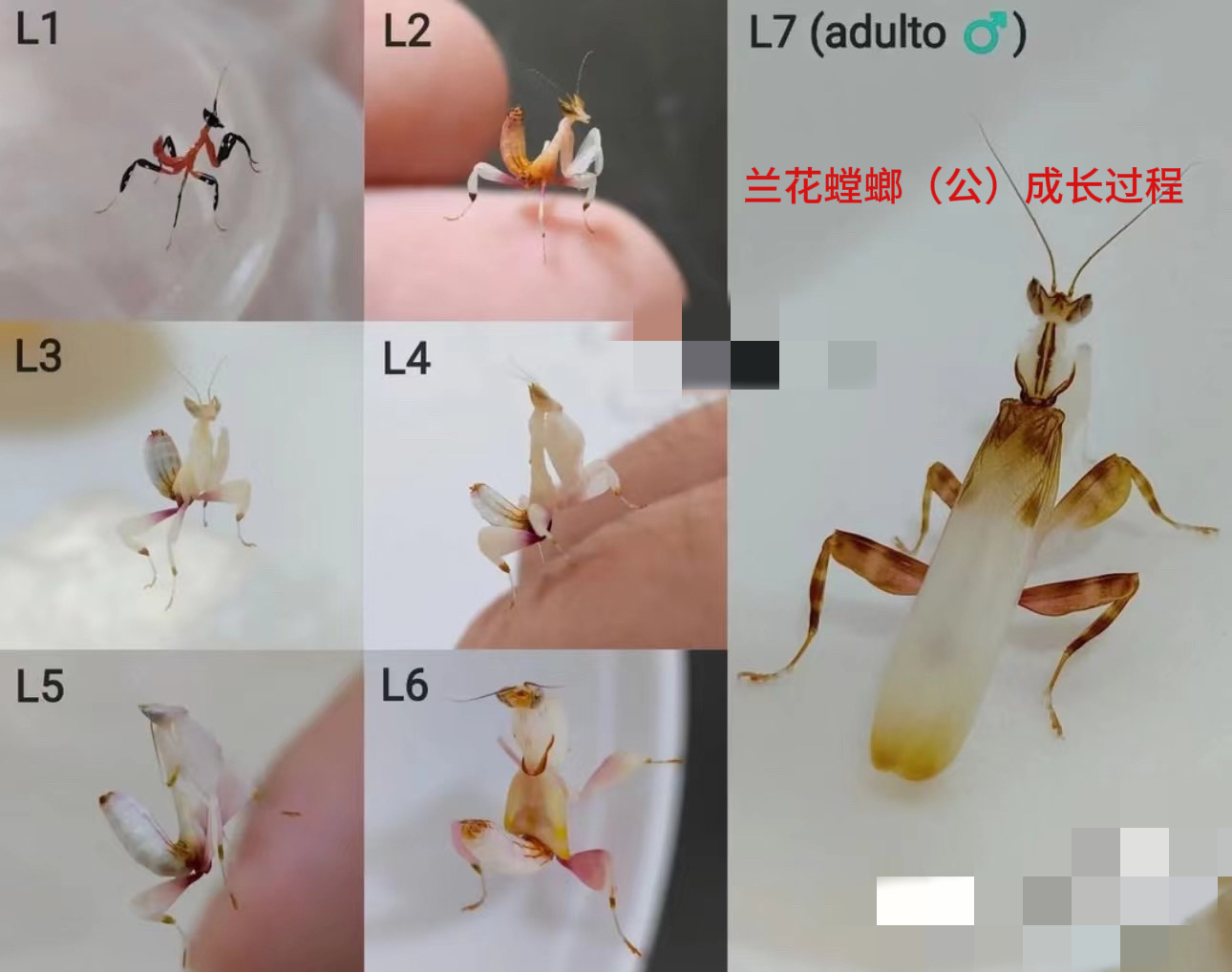 螳螂宠物兰花螳螂活体螳螂活体昆虫小朋友礼物微距摄影微景观造景-图1