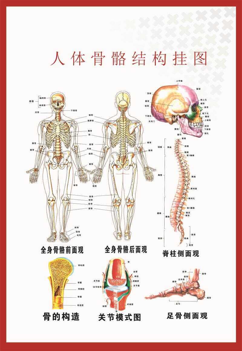 人体骨骼结构图挂图 新人首单立减十元 22年9月 淘宝海外