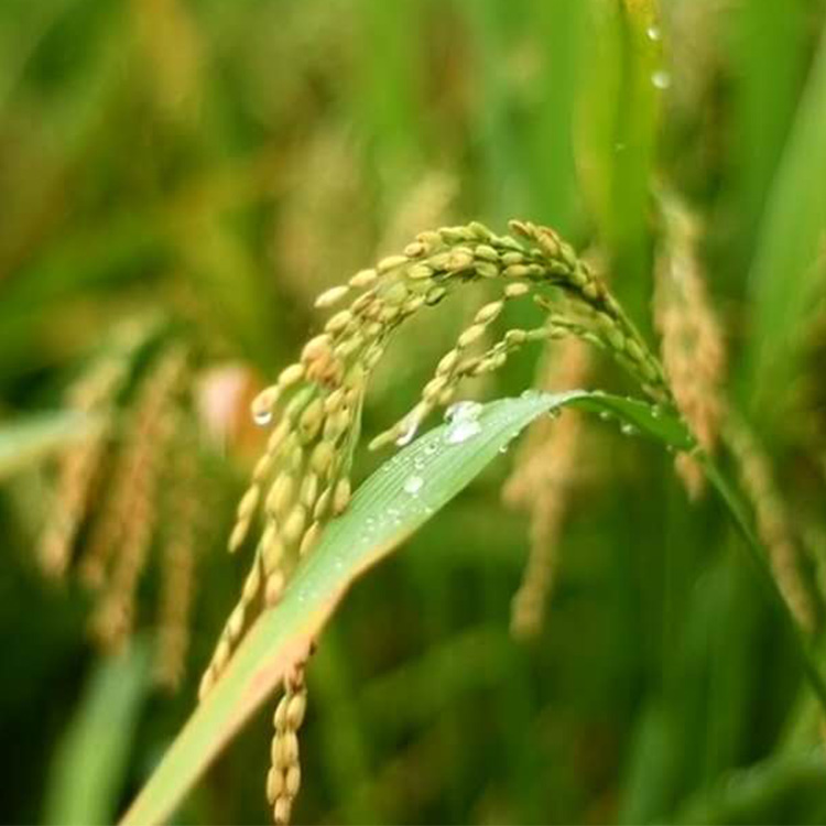 绿品安江西大米50斤装批发长粒香丝苗米农家新米10KG非真空籼米