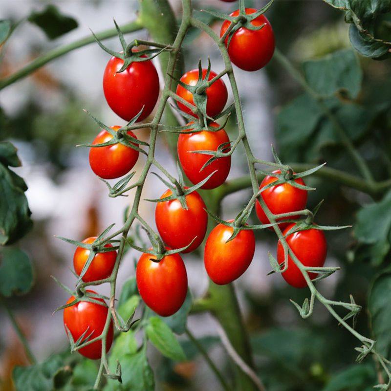 圣女果苗秧瀑布小番茄苗樱桃西红柿苗矮生黄色四季盆栽蔬菜苗,淘宝优惠券,粉丝福利购,淘宝优惠卷