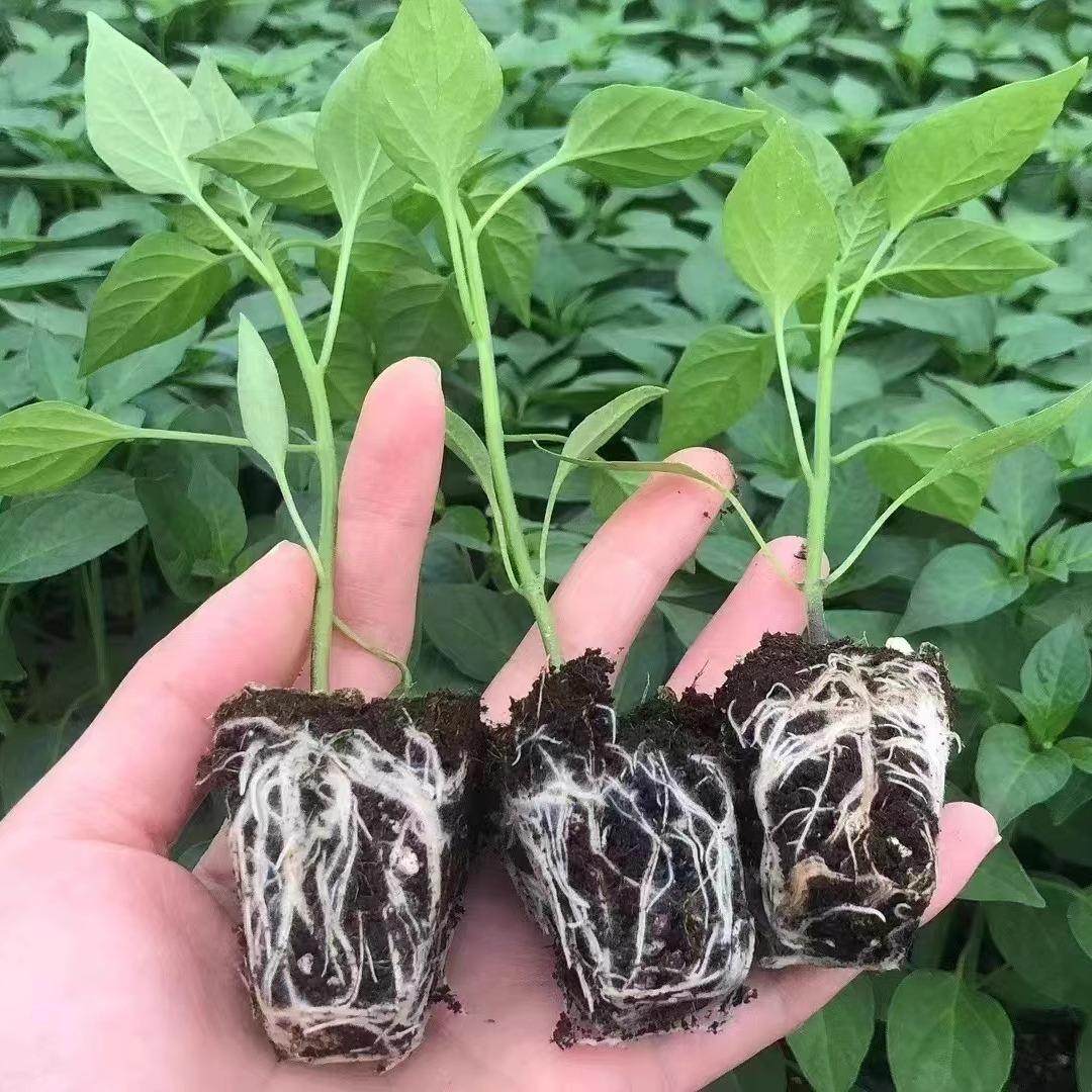 朝天椒苗秧特辣小米辣椒苗指天椒种苗四季南方阳台盆栽菜苗孑,淘宝优惠券,粉丝福利购,淘宝优惠卷