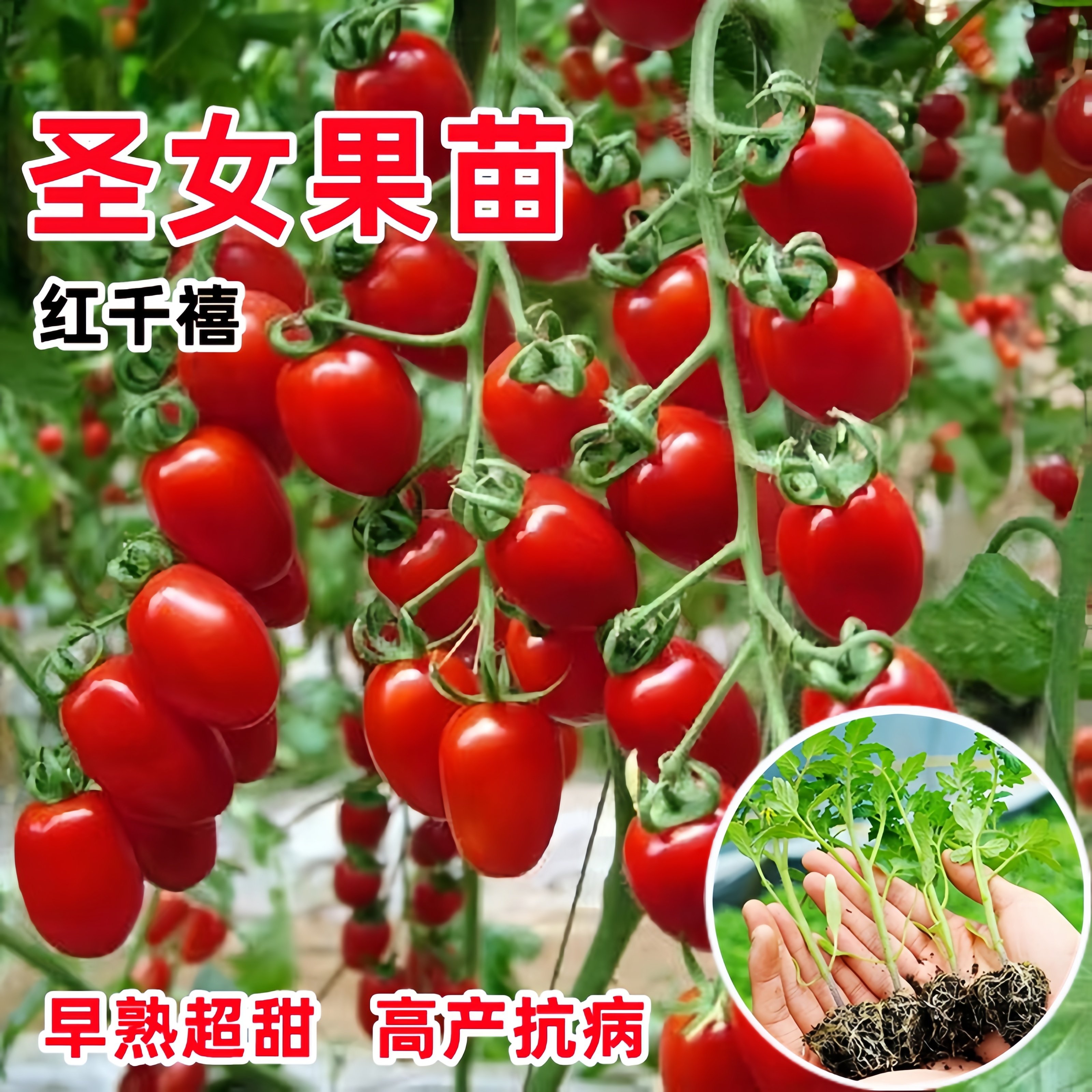 圣女果苗秧瀑布小番茄苗樱桃西红柿苗矮生黄色四季盆栽蔬菜苗,淘宝优惠券,粉丝福利购,淘宝优惠卷