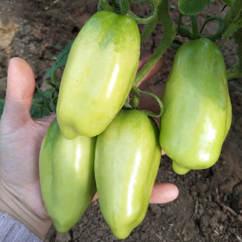 奶油红香蕉番茄种子苗长椭圆樱桃番茄种籽四季阳台盆栽水果蔬菜苗