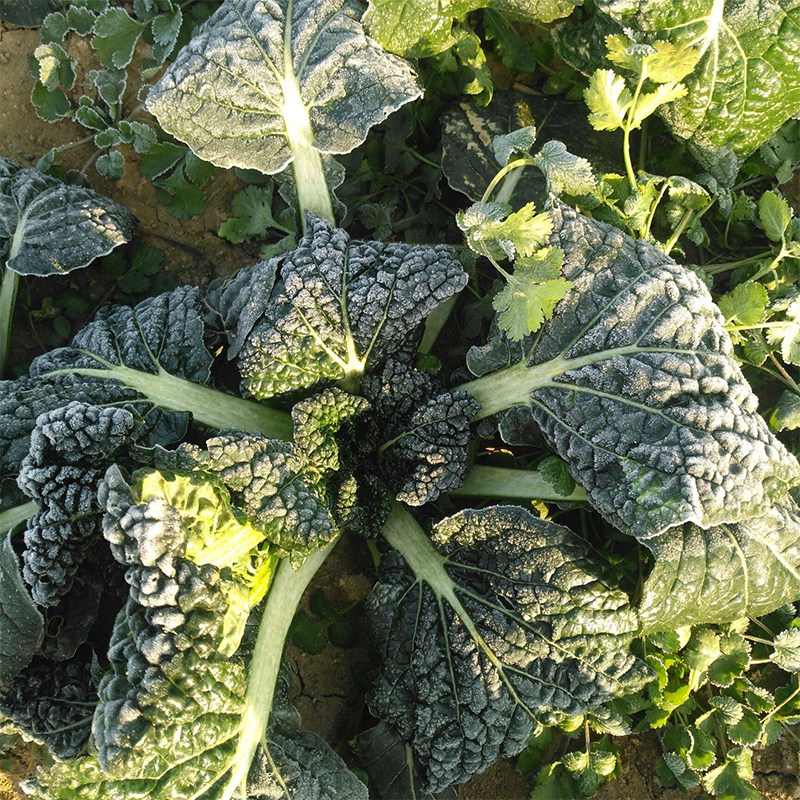 泡泡青菜种子 泡泡菜皱叶黑油白菜 四季播种阳台盆栽农家蔬菜种子