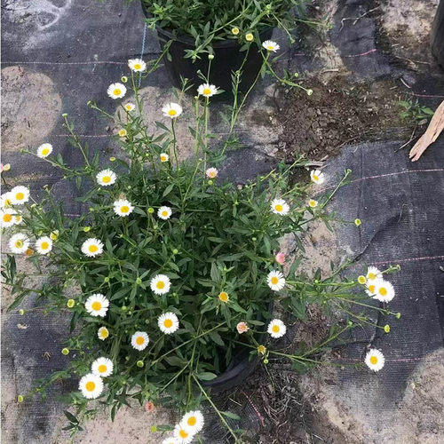 墨西哥飞蓬多年生耐热耐寒花园宿根植物花镜垂吊型花卉盆栽 - 图3