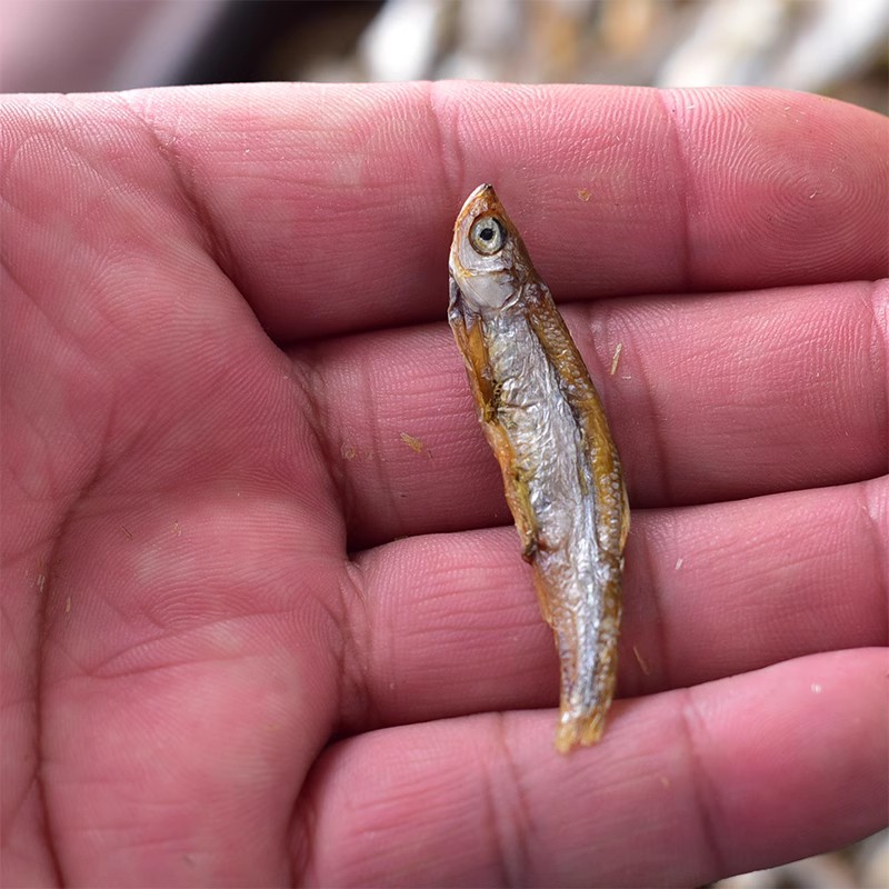 淡水小鱼干500克适合宠物食用猫咪零食小鱼仔鱼干干货散装鱼干-图1