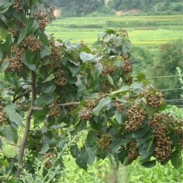 拐枣树苗万寿果鸡爪连金钩梨果树苗南方北方盆栽地栽种植当年结果