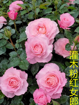 日本玛丽玫瑰花苗浓香特大花浓香四季开花不断阳台盆栽地栽月季苗 - 图2