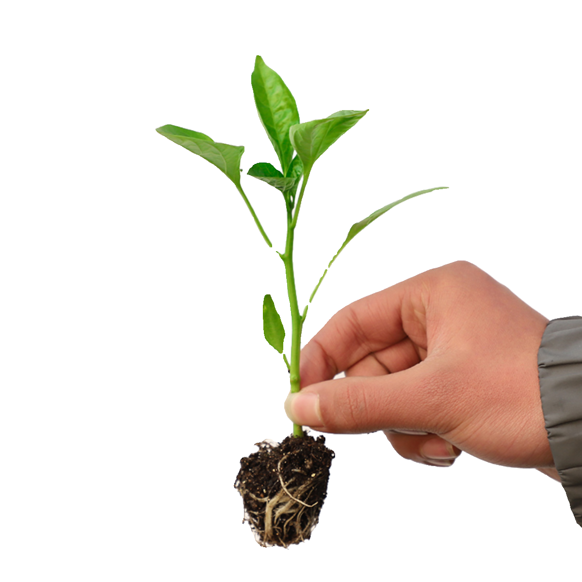 蔬菜苗辣椒苗薄皮青椒螺丝椒甜椒苗茄子圣女果苗番茄各种蔬菜幼苗,淘宝优惠券,粉丝福利购,淘宝优惠卷