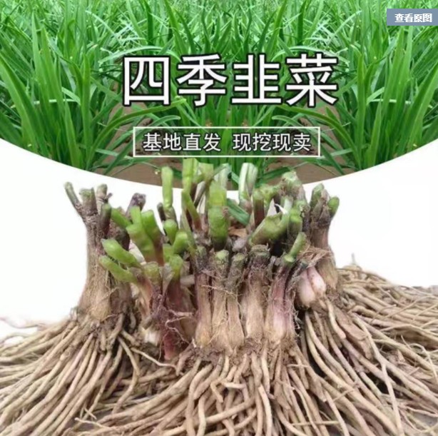 韭菜苗现挖宽叶紫根红根苗种子籽阳台四季盆栽种菜绿色蔬菜有机 - 图0