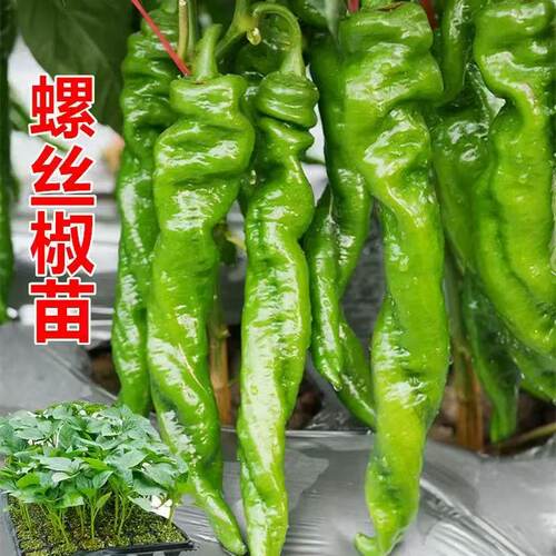 优质辣椒苗高产特大螺丝椒苗子香辣大果秧苗四季盆栽阳台薄皮椒苗 - 图0