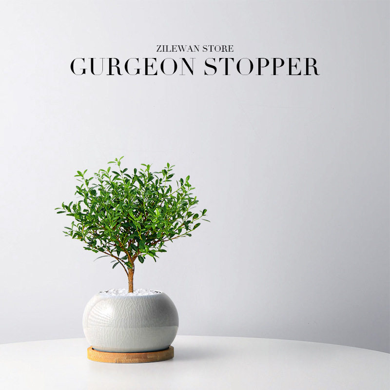 小叶赤楠盆景楠木盆栽客厅书房茶几绿植办公室内桌面绿植盆栽,淘宝优惠券,粉丝福利购,淘宝优惠卷