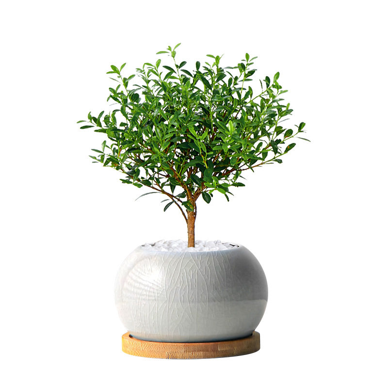 小叶赤楠盆景楠木盆栽客厅书房茶几绿植办公室内桌面绿植盆栽,淘宝优惠券,粉丝福利购,淘宝优惠卷