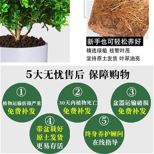 树木盆栽米兰花苗适合家里养的绿植容易养活的植物喜阳耐晒盘栽-图0