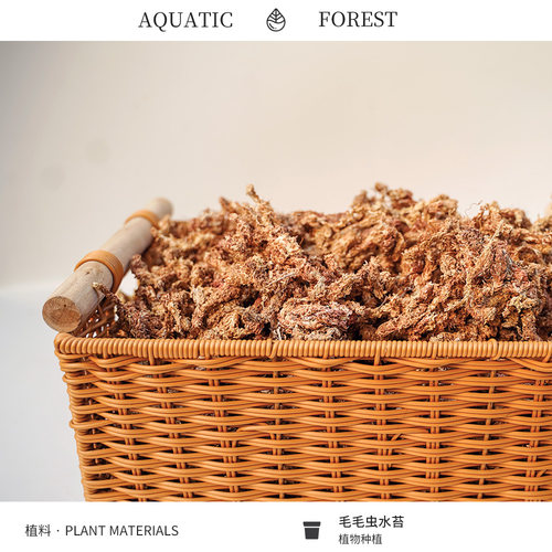 智利进口毛毛虫水苔 鹿角蕨兰花蝴蝶兰植料 七星干苔藓龟爬宠垫材 - 图0