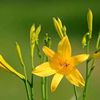 Yellow flower daylily dryer heat pump air energy drying box type integrated continuous hot air circulation oven