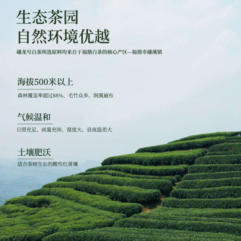 福鼎白茶饼2016年磻溪高山茶叶紧压生肖饼茶300g枣香老白茶寿眉