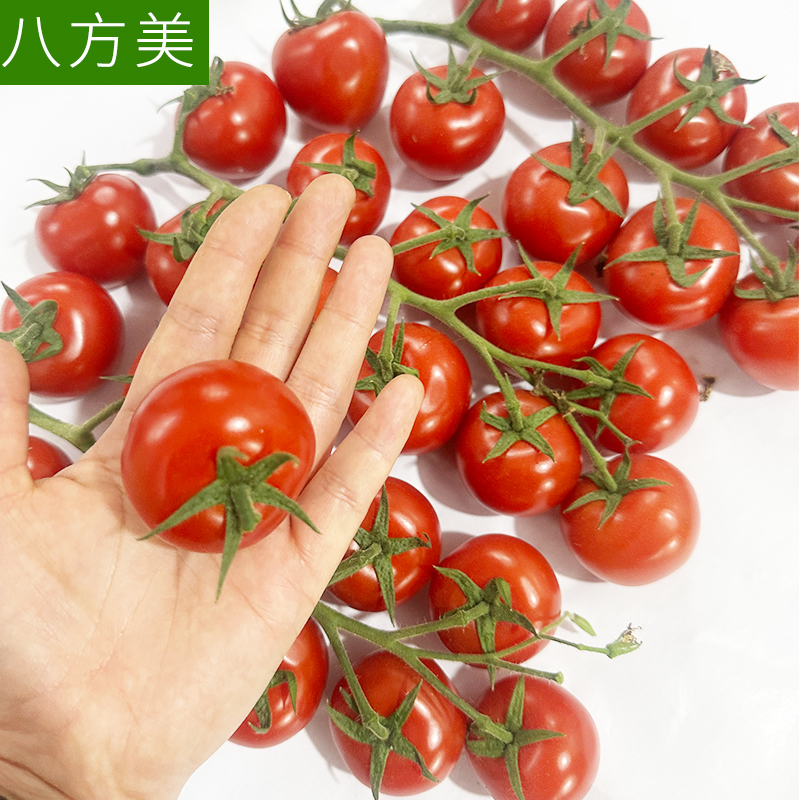 八方美新鲜串红番茄 不是圣女果 柿子大果串番茄 现摘现发 - 图1