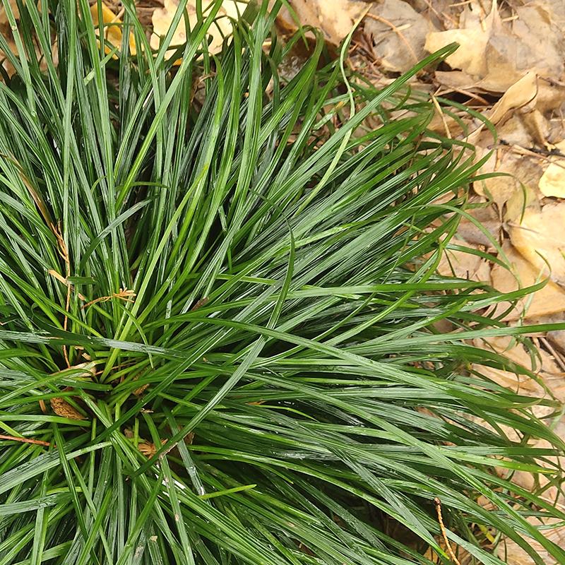 细叶麦冬庭院绿化苗花坛篱笆沿边植物小叶青叶耐寒植物麦冬草常青-图0