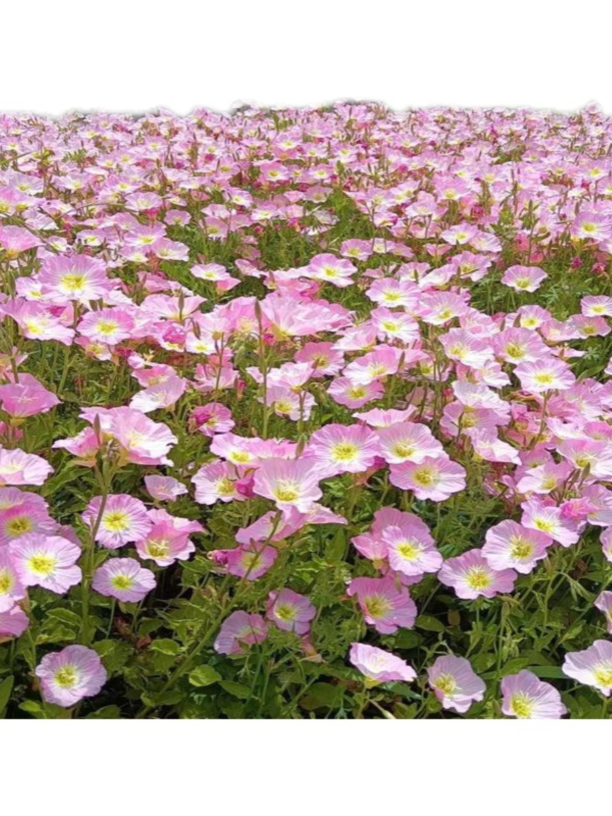 美丽月见草花种阳台盆栽庭院花海绿化夜来香宿根花种子四季播种