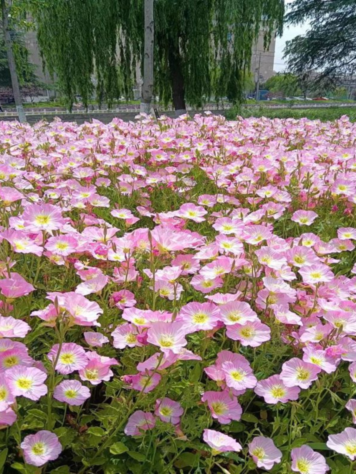 美丽月见草花种阳台盆栽庭院花海绿化夜来香宿根花种子四季播种