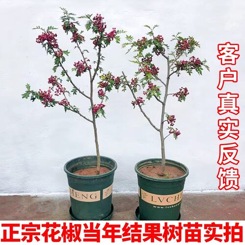 正宗四川汉源藤椒树苗青花椒椒无刺花椒绿花椒麻椒树苗南北方种植 - 图1