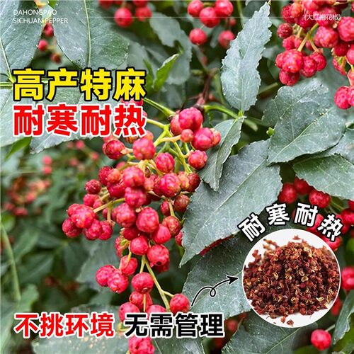 正宗四川汉源藤椒树苗青花椒椒无刺花椒绿花椒麻椒树苗南北方种植 - 图3