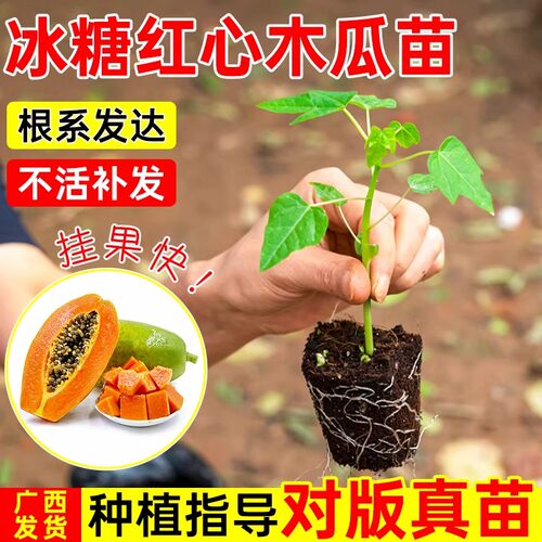 四季木瓜果树果苗冰糖红心水果木瓜特大苗果树庭院南北方种植盆栽 - 图3