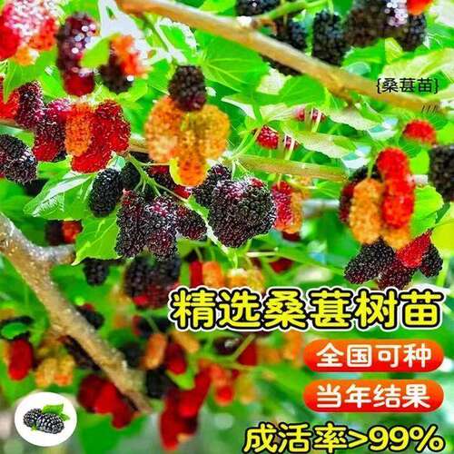 大长果桑葚树苗带果盆栽台湾白桑葚嫁接果树果苗南北方四季甜水果 - 图1