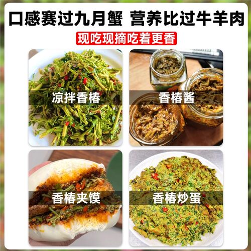 正宗红油香椿苗地栽食用矮化红椿树苗北方种植盆栽新鲜香椿芽种子 - 图3