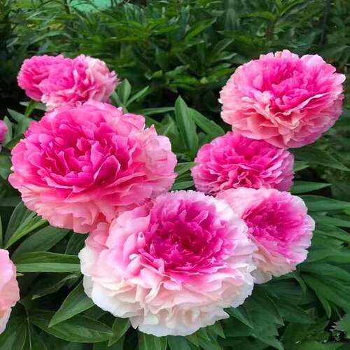 重瓣芍药花苗带芽根块种球耐寒四季盆栽花卉多年生阳台庭院室内外 - 图1