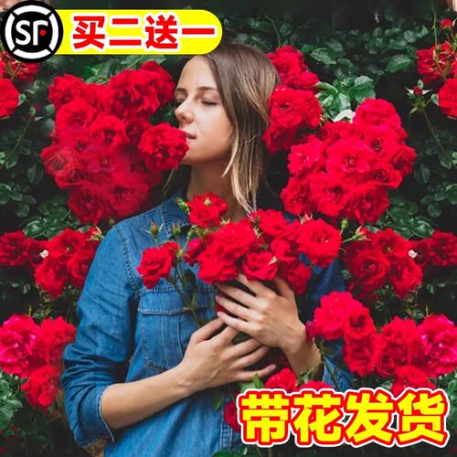 红木香花苗爬藤大苗植物四季开浓香型黄白木香苗阳台庭院耐寒花卉 - 图0