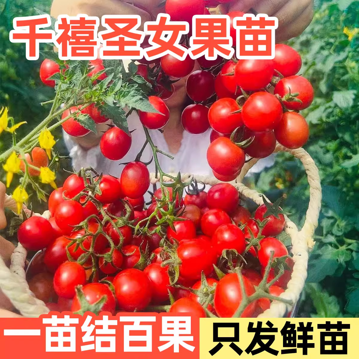 黑珍珠番茄苗樱桃小番茄秧苗圣女果幼苗四季阳台盆栽水果西红柿苗,淘宝优惠券,粉丝福利购,淘宝优惠卷