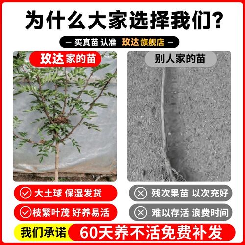 四川成都大红袍花椒树苗汉源藤椒树无刺青花椒苗盆栽地栽庭院种植 - 图0