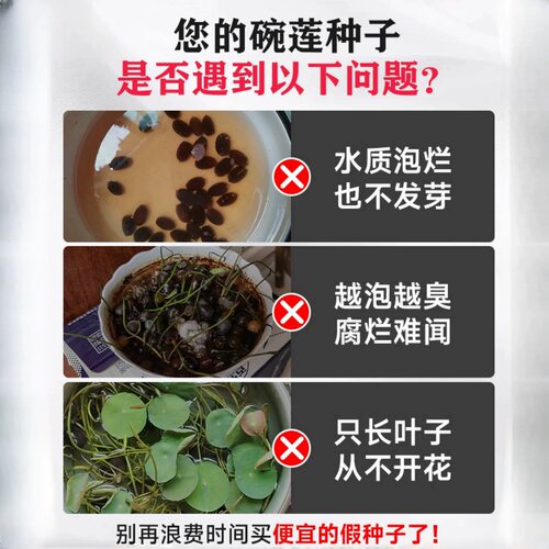 碗莲种子水培籽四季睡莲荷花水养植物室内缸养盆栽铜钱草草籽种孑 - 图1