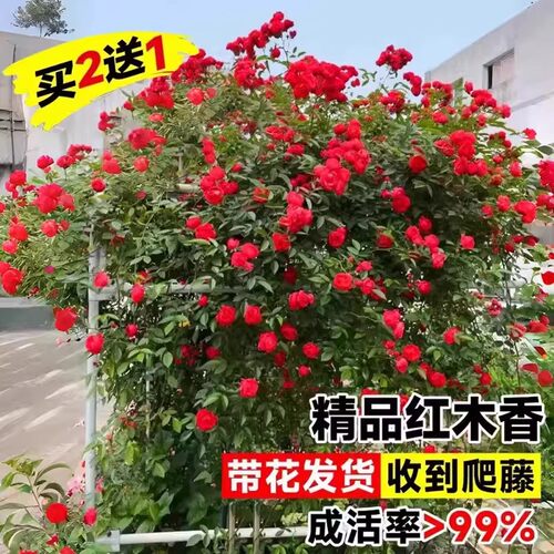 爬藤红木香花四季植物开花老桩无刺藤本大苗庭院常青绿植阳台花卉 - 图0