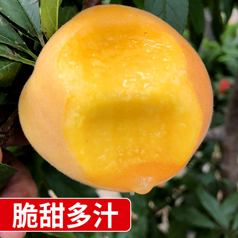 福椰水果旗舰店黄桃新鲜水果当季整箱10斤应季包邮砀山时令现摘5蜜桃脆桃黄桃子1