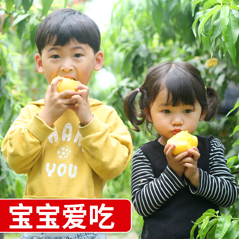 福椰水果旗舰店黄桃新鲜水果当季整箱10斤应季包邮砀山时令现摘5蜜桃脆桃黄桃子0