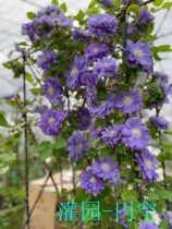 Irrigation Garden Iron Thread Lotus Flowers 1 Large Flower Group Iron Thread Lotus Trim Shipping 4 2 Starting Hair