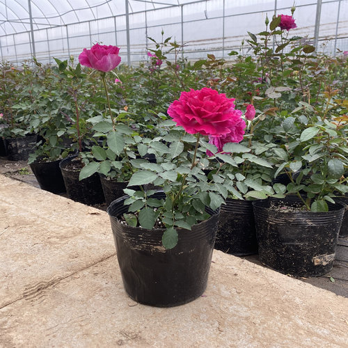 无刺天方夜谭月季灌木大花浓香多头庭院阳台露台花卉盆栽地栽花卉 - 图1