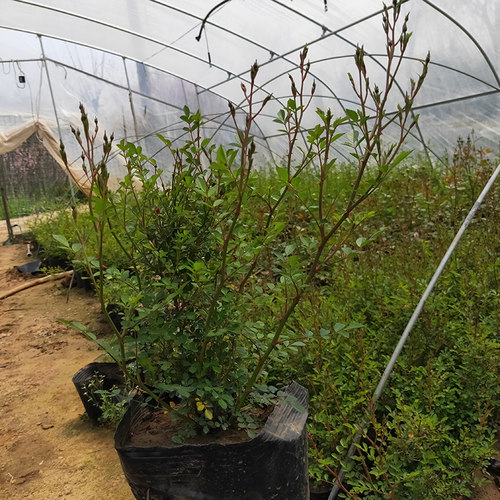 日本超微月季花苗多头多花迷你型玫瑰庭院阳台四季花卉绿植盆载 - 图3