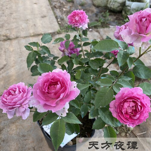 无刺天方夜谭月季灌木大花浓香多头庭院阳台露台花卉盆栽地栽花卉 - 图2