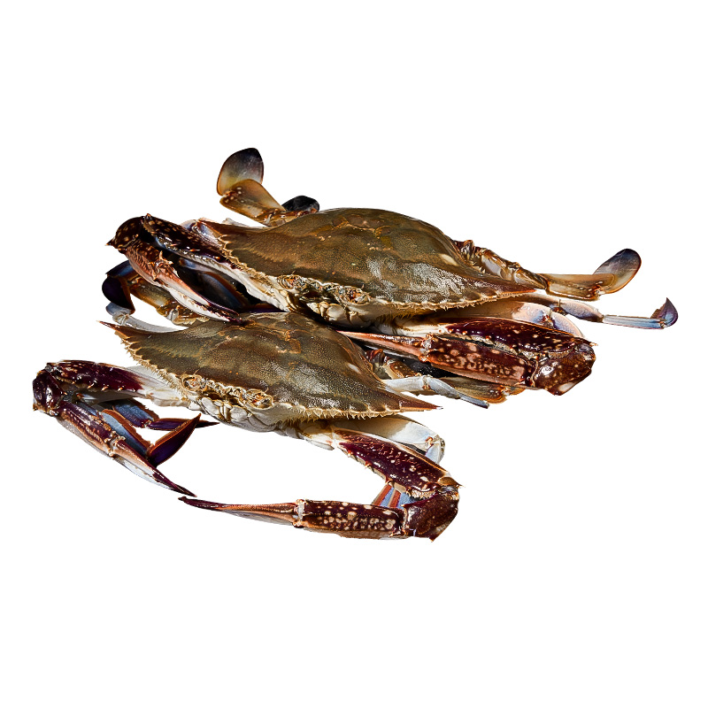 【顺丰】舟山梭子蟹鲜冻大螃蟹冷冻超大母蟹鲜活野生海鲜白蟹水产 - 图3
