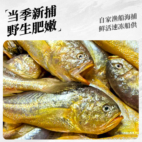 【不含冰衣】舟山新鲜梅童鱼特大梅子鱼大头宝东海宁波鲜活冷冻 - 图1