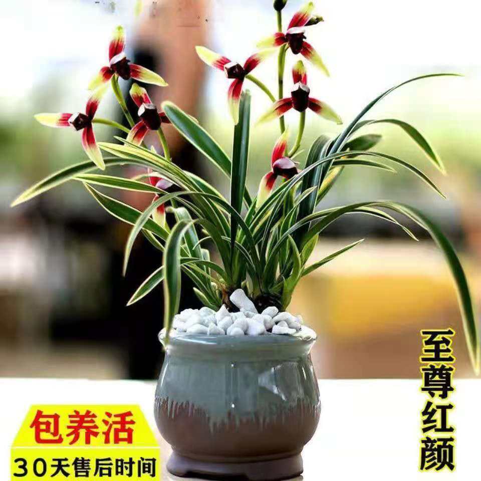 飞鸭兰浓香型建兰金边矮种兰花苗四季开花室内外盆栽花卉好养易活_虎窝淘