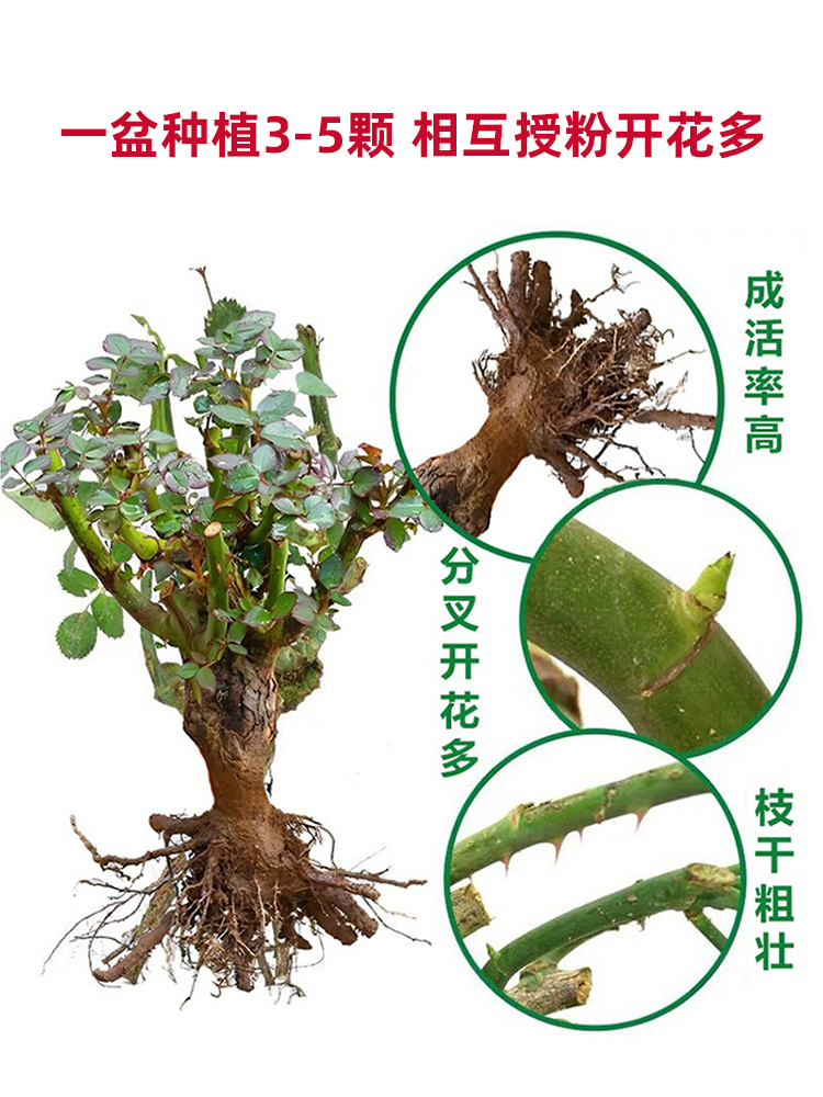 嫁接多色玫瑰花老桩玫瑰蔷薇老根四季开花月季花苗室内外盆栽大花 - 图0