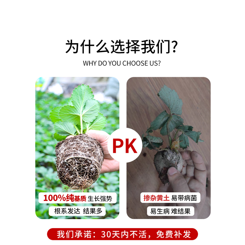 四季奶油草莓苗带花带果盆栽冬季春季红颜丹东99穴盘苗原盆原土 - 图0