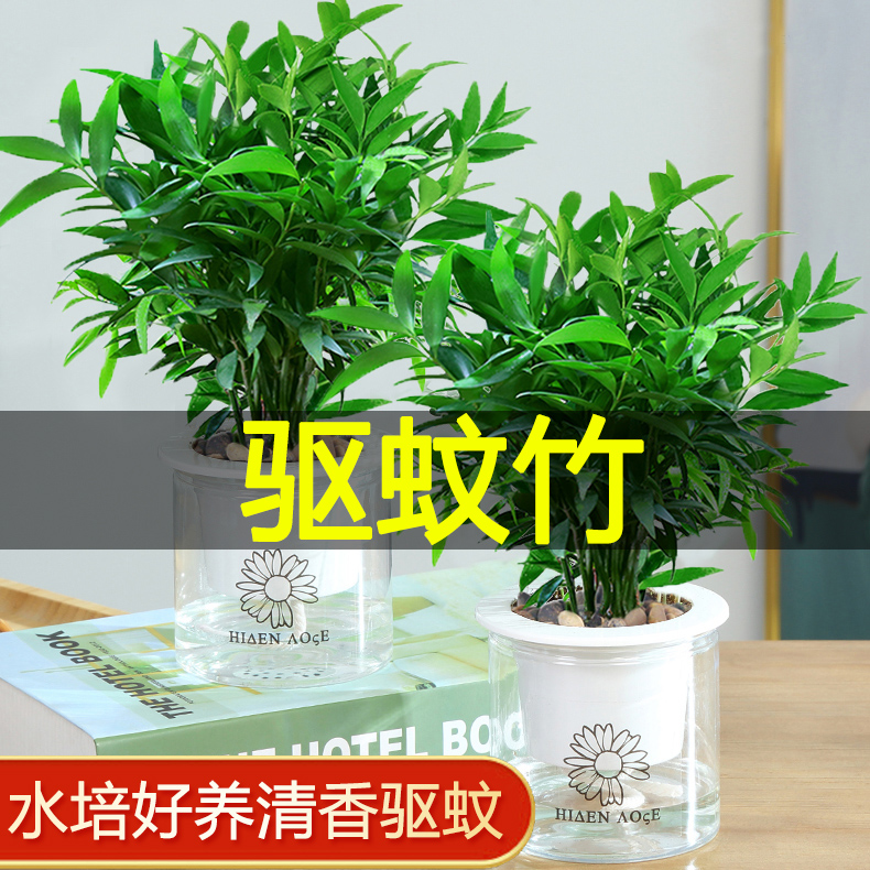 驱蚊竹柏盆栽驱蚊草水培桌面富贵竹花卉大全室内易活绿植水养植物 - 图0