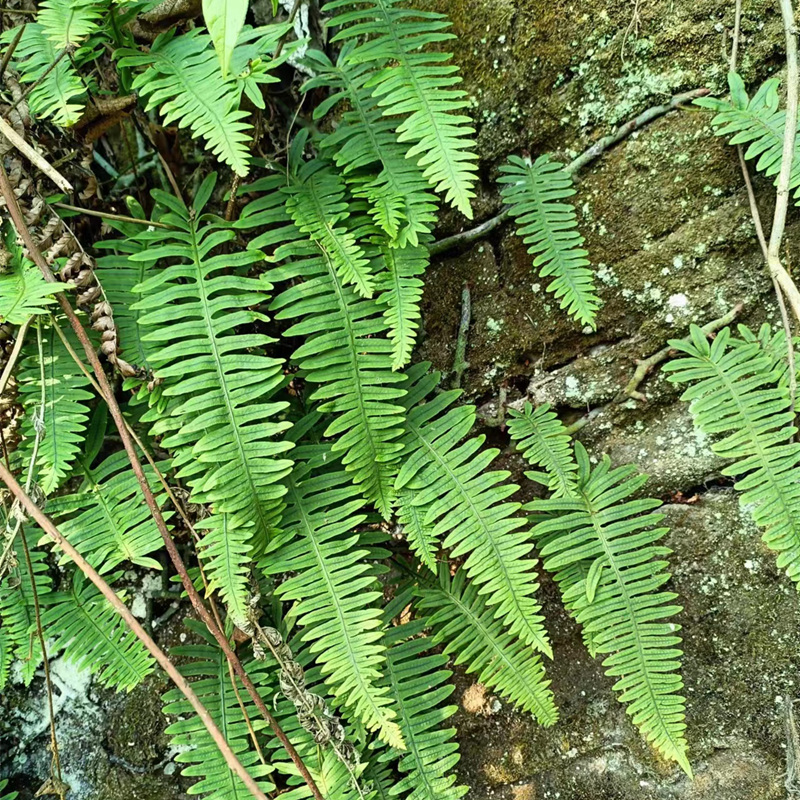 山沟中草药水龙骨草石蚕石青莲青龙骨石豇豆石莲岩鸡尾倒水莲铁打-图2