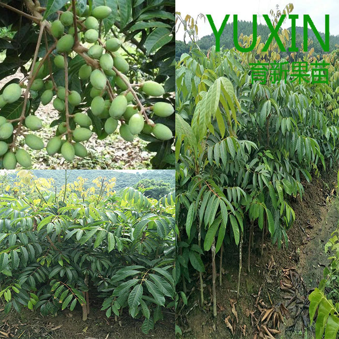橄榄好苗,新品种橄榄苗,橄榄树苗图片_大山谷图库